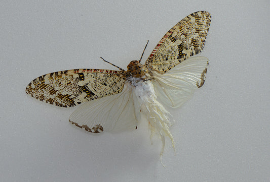 Phenax variegata