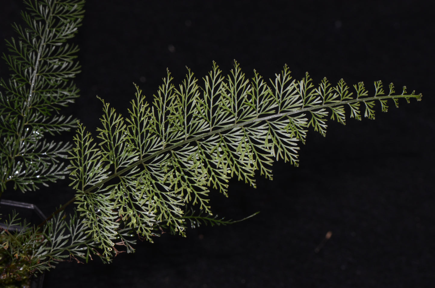 Asplenium aff. fragrans "Large Form"