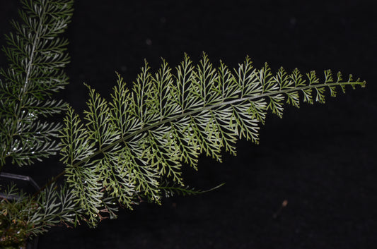 Asplenium aff. fragrans "Large Form"