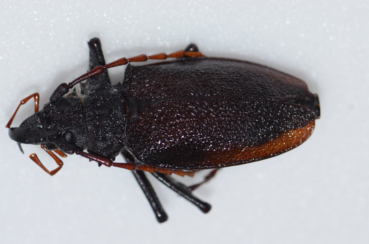 Psalidognathus vershinini