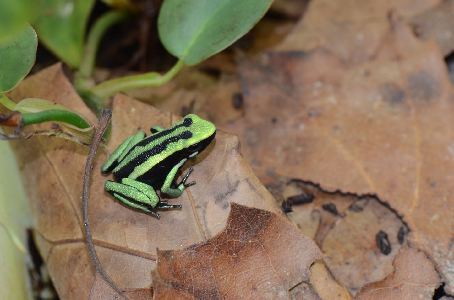 Ameerega trivittata "Huallaga Canyon"