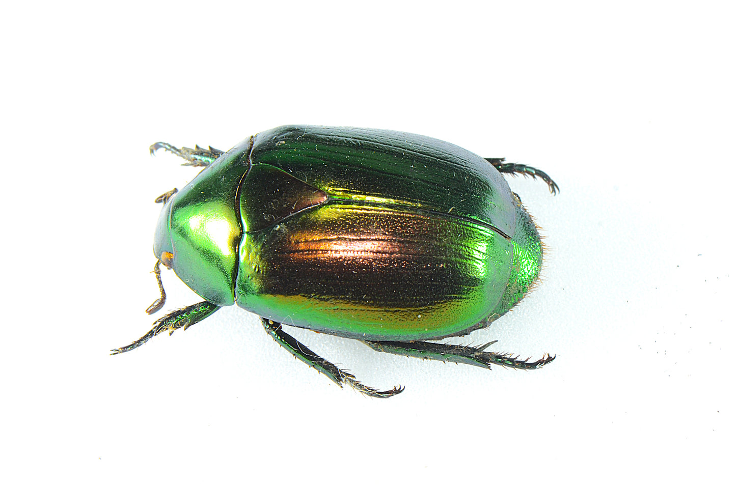 Rutelinae (Macraspis sp?) Green/Gold Peru