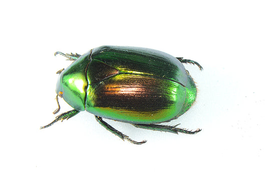 Rutelinae (Macraspis sp?) Green/Gold Peru