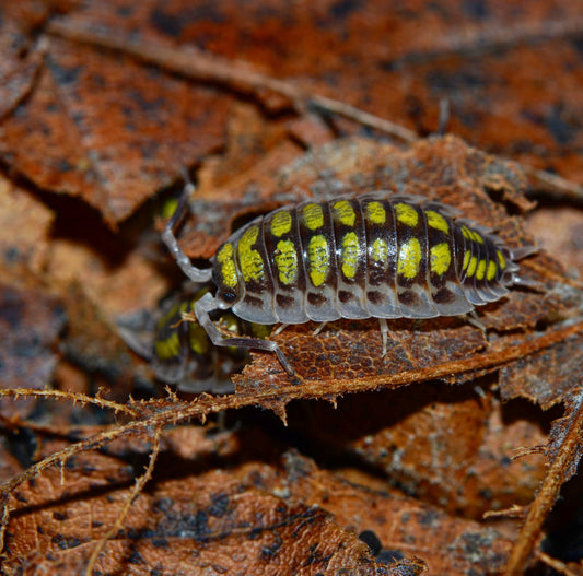 Porcellio haasi "High Yellow" (Starter Colony of 10)