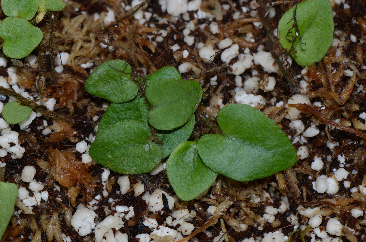 Microgramma aff. tecta "Ucayalli Peru"
