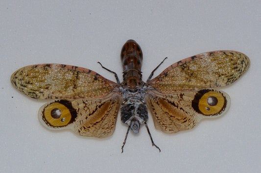 Fulgora laterneria