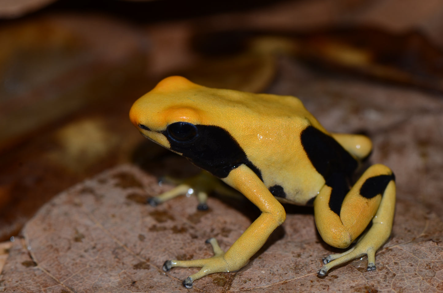 Dendrobates tinctorius "Matecho"