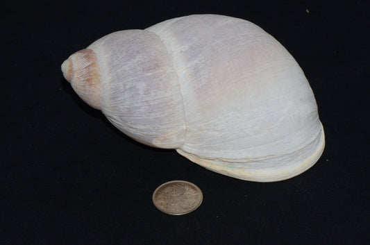 Giant Amazon Land Snail Shell (M. popelarianus)