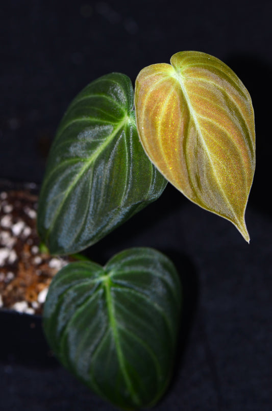 Philodendron melanochrysum