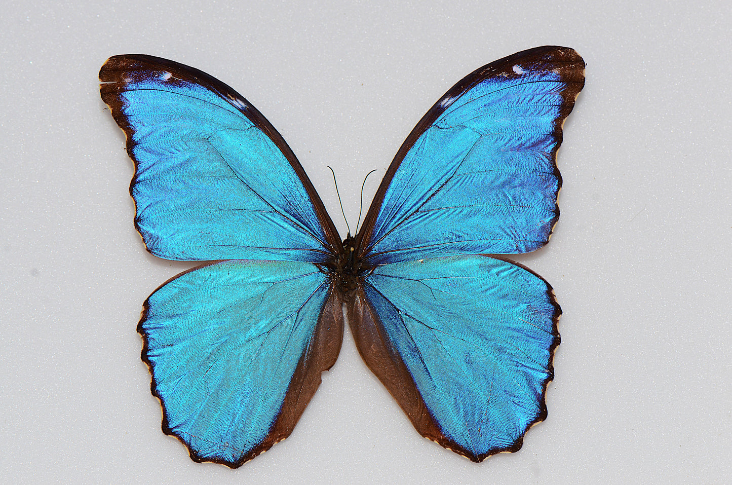 Morpho menelaus didius