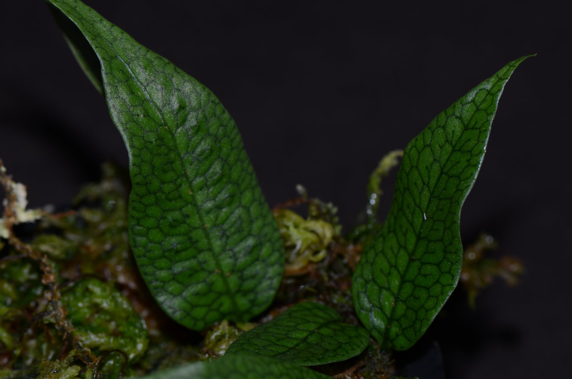 Microgramma aff. lycopodioides "Northern Peru - Thin Rhizhome"  Understory  Enterprises