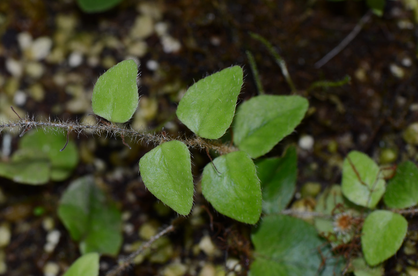 Microgramma aff. tecta "Ucayalli Peru"
