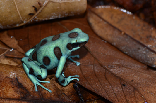 Dendrobates auratus "Microspot"