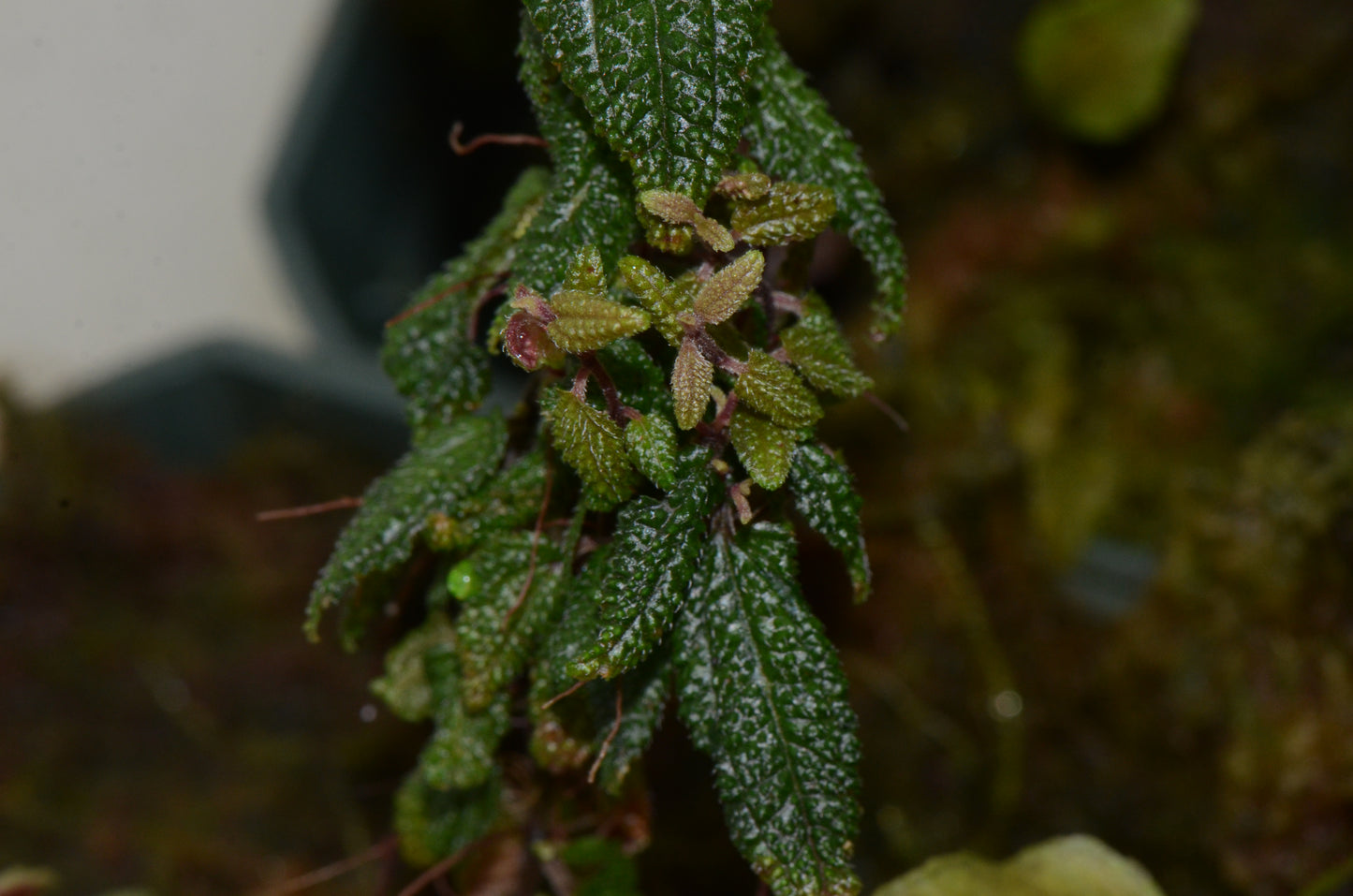 Melastome sp.  "Miniature Highland"