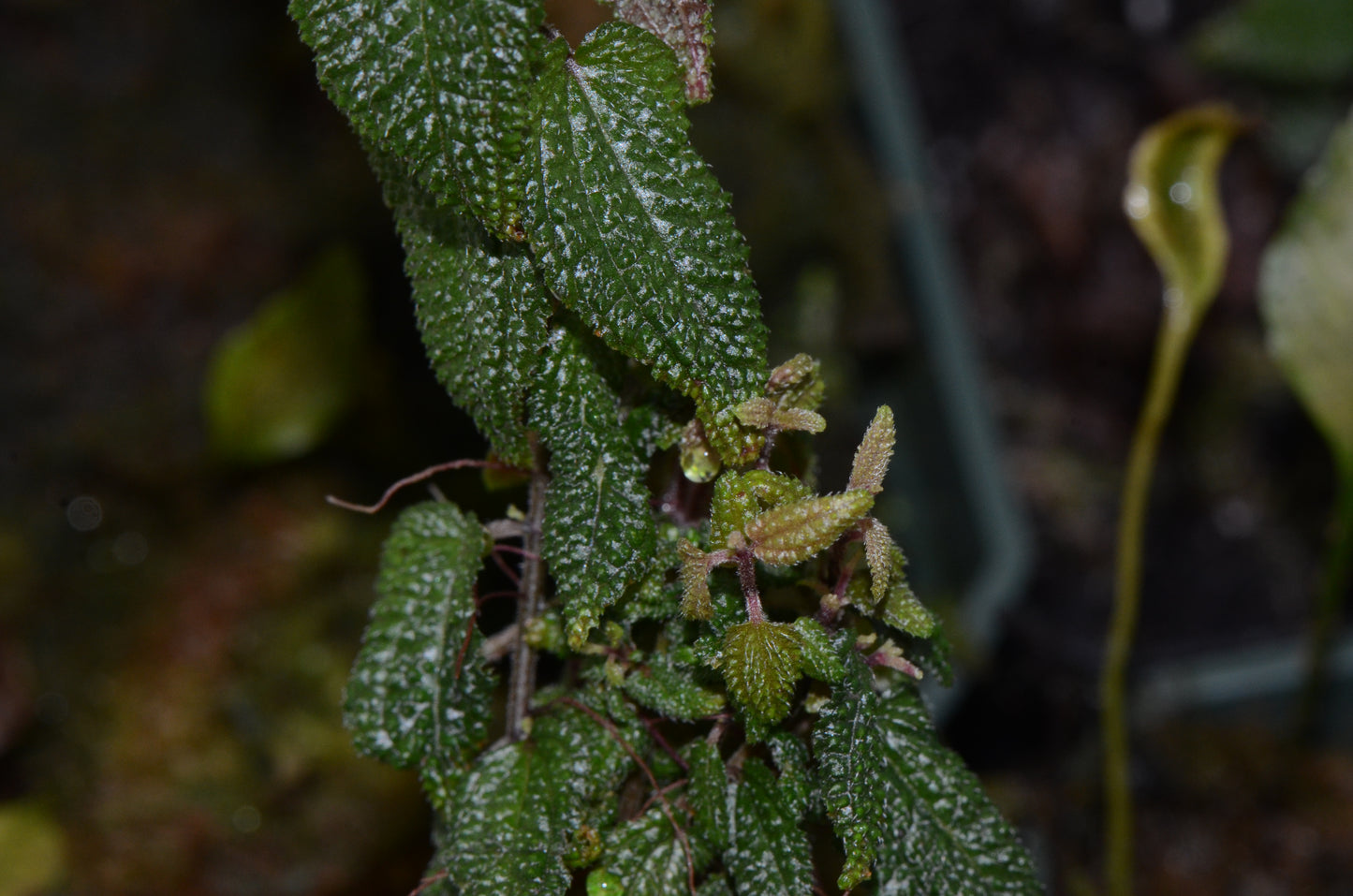 Melastome sp.  "Miniature Highland"