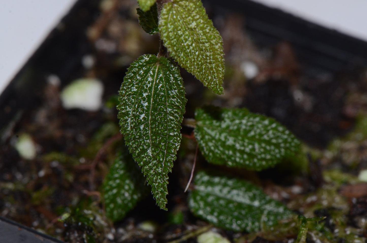 Melastome sp.  "Miniature Highland"