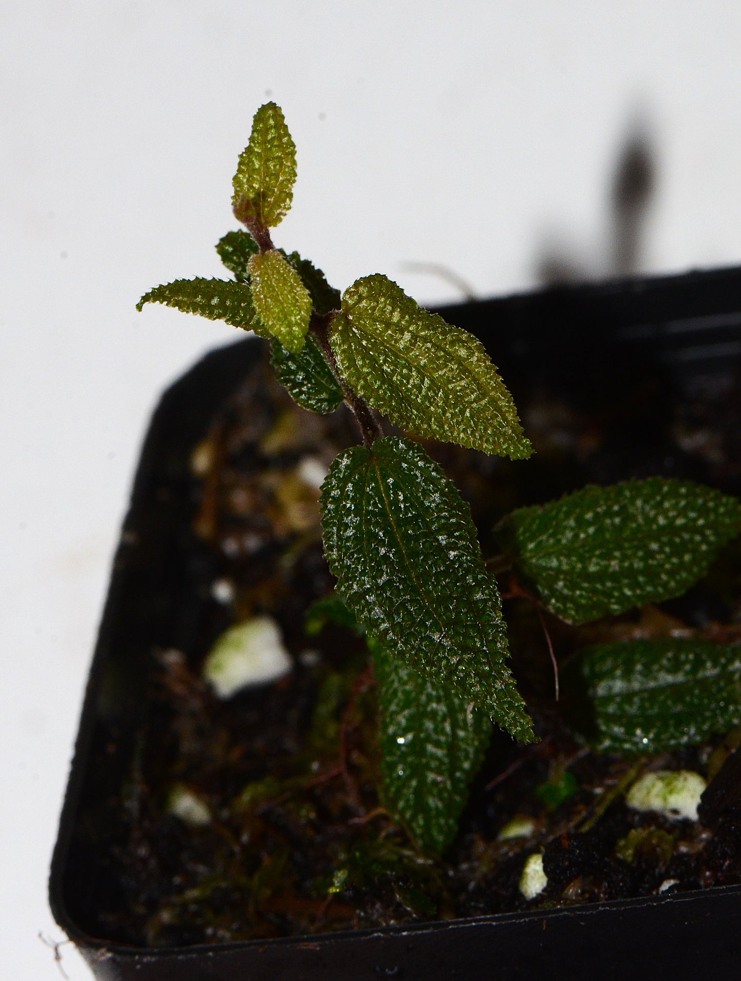 Melastome sp.  "Miniature Highland"