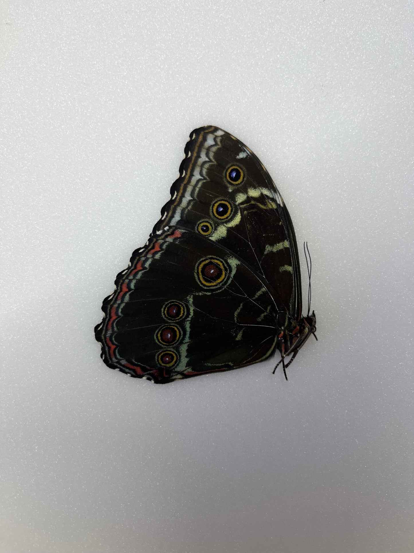Morpho aff. deidamia