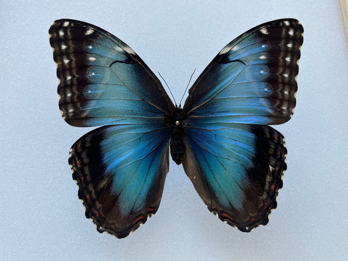 Morpho aff. deidamia