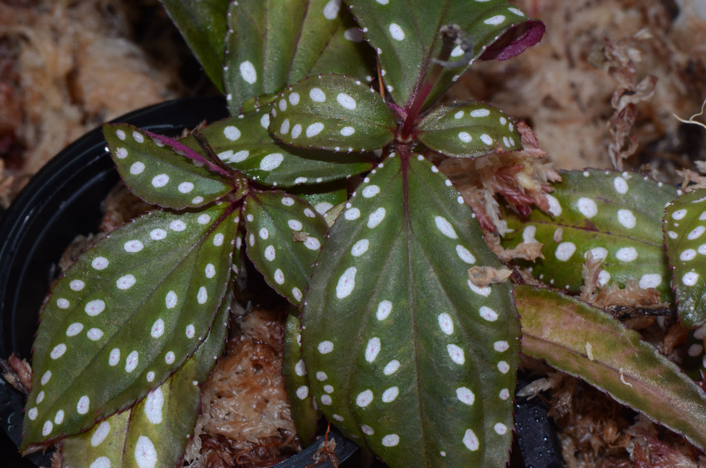 Soneralia sp. "Nightsky"