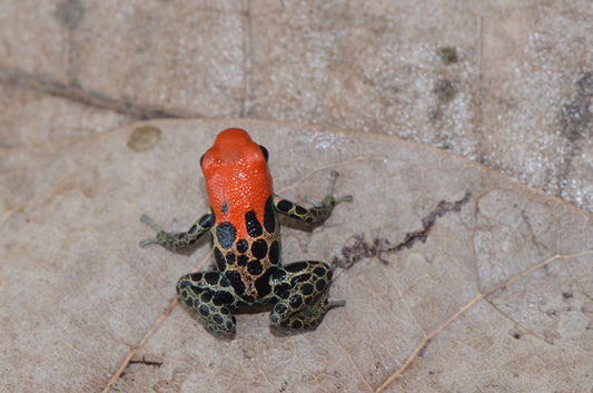 Ranitomeya reticulata "Oroza"