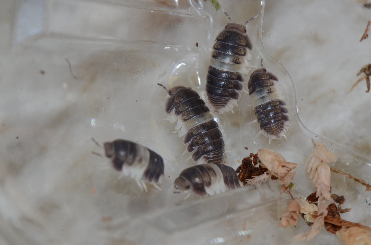 Cubaris sp. "Panda King"