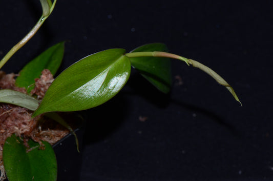 Philodendron sp. Peach