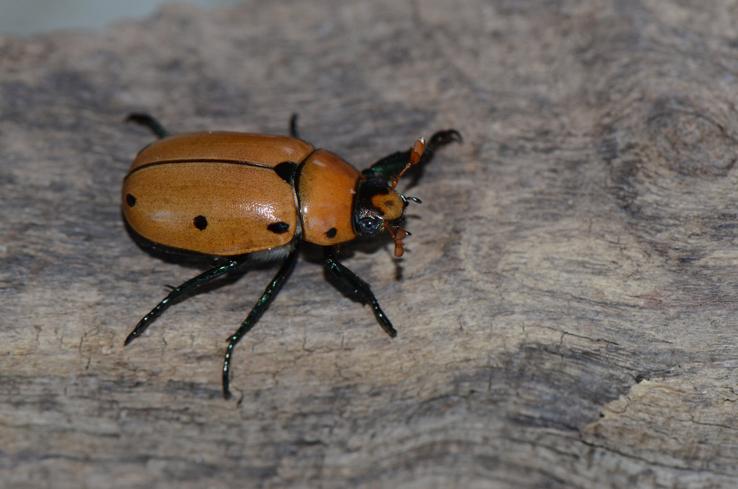 Pelidnota punctata Grub Kit