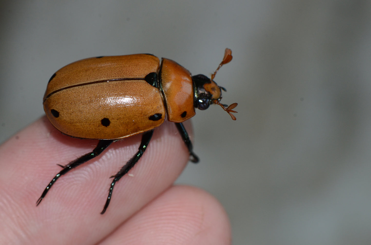 Pelidnota punctata Grub Kit