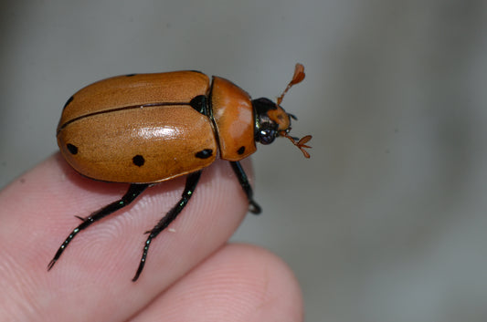 Pelidnota punctata Grub Kit