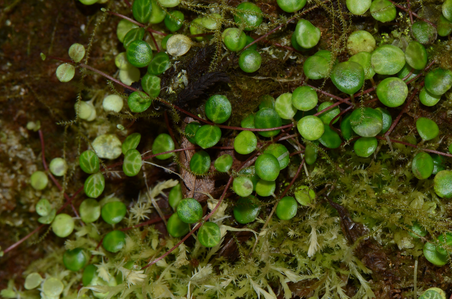 Peperomia aff. prostrata "Tarapoto"