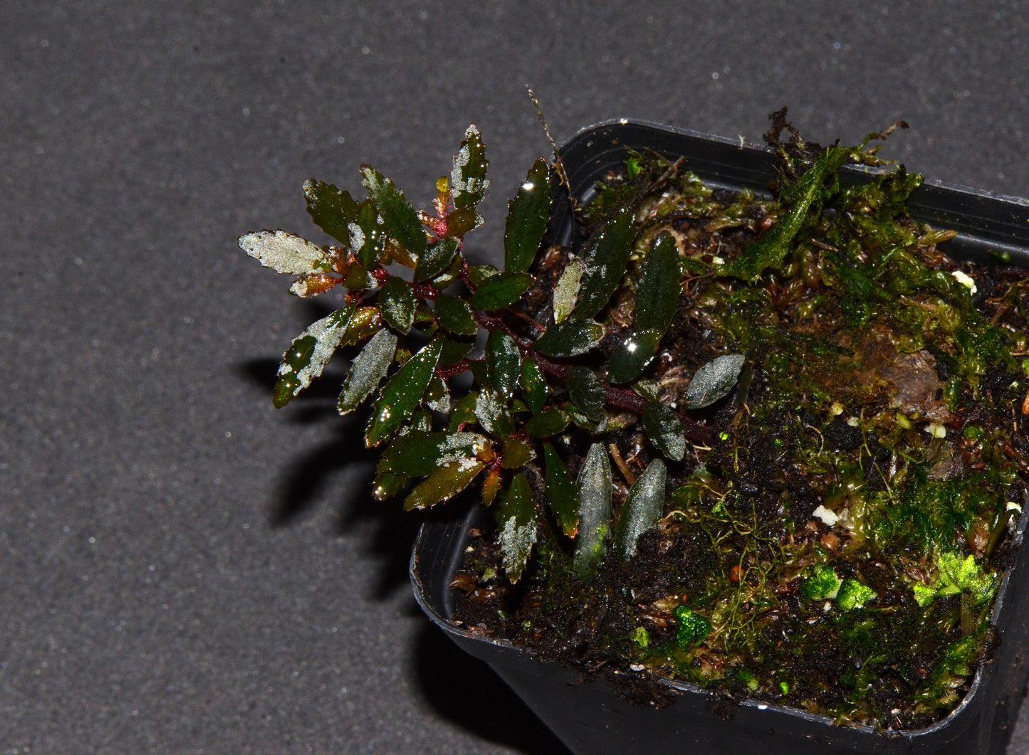 Triolena pilloselloides.