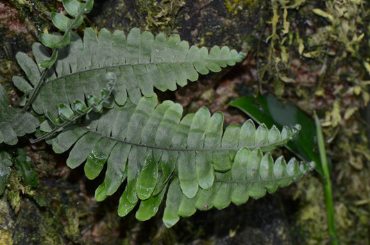 Polypodium sp.  North Peru