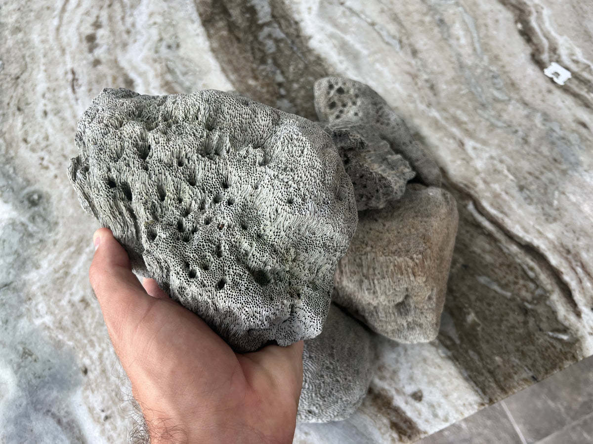 Pumice Rokcs Pumice Rocks (Peruvian Grey) 1lb – Understory Enterprises