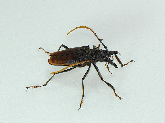 Psalidognathus vershinini