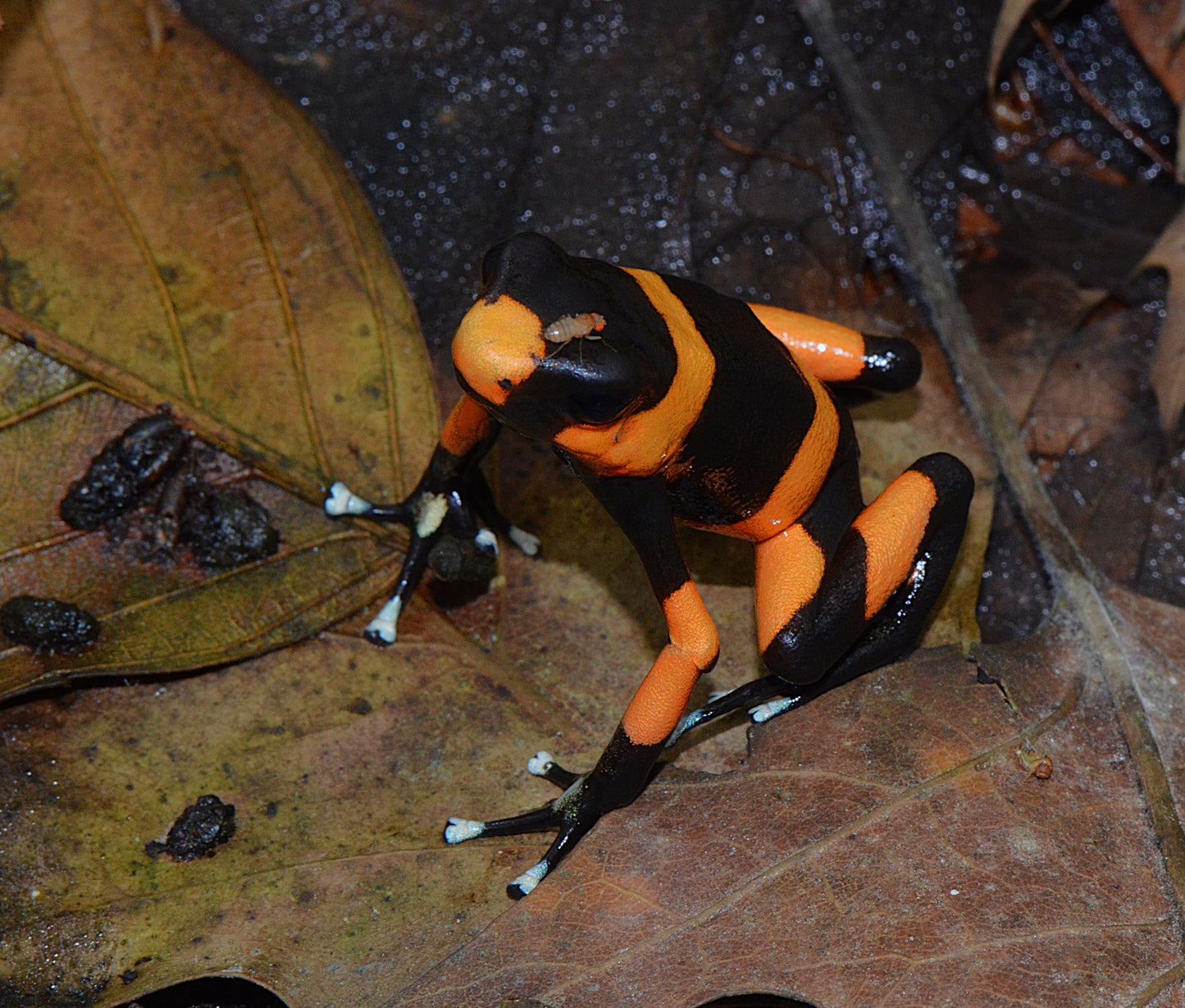 Oophaga lehmanni "Red"
