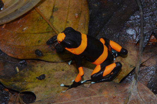 Oophaga lehmanni "Red"