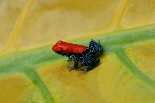 Ranitomeya reticulata "Nominal"