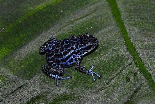 Oophaga pumilio "Rio Colubre"