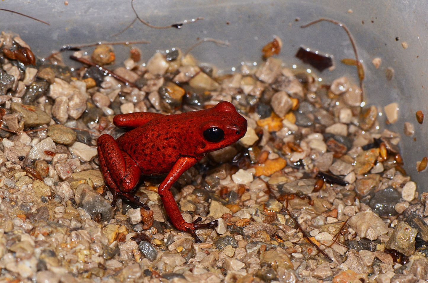 Oophaga pumilio "Rufous Ridge"