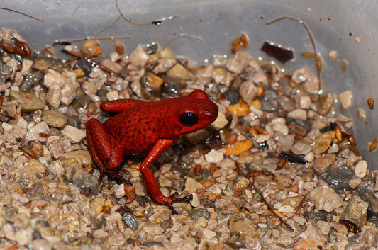 Oophaga pumilio "Rufous Ridge"