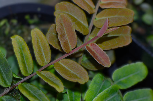 Marcgravia sp "Salmon"