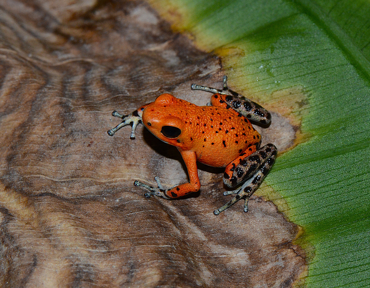 Oophaga pumilio "Salt Creek"