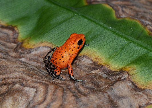 Oophaga pumilio "Salt Creek"