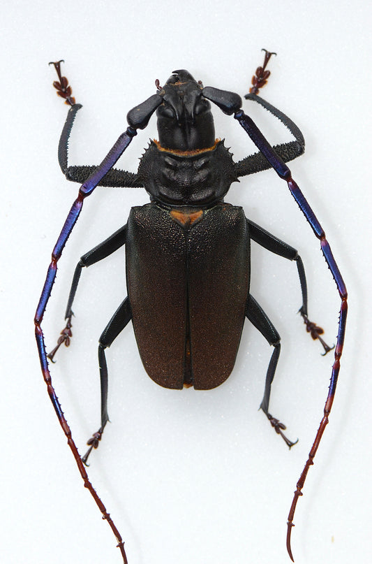 Mallaspis scutellaris