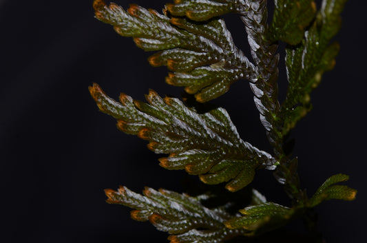 Selaginella sp. "Coppertop"