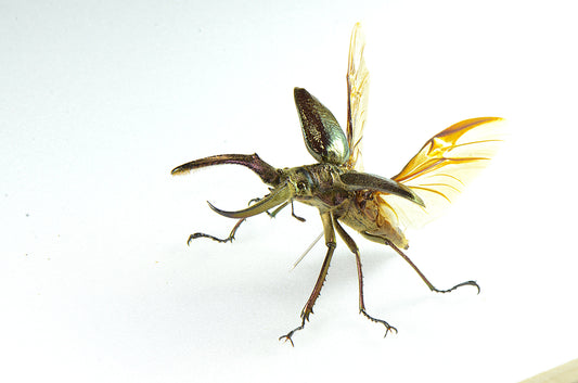 Spaenognathus giganteus