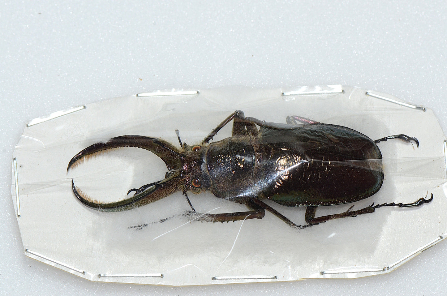 Spaenognathus giganteus