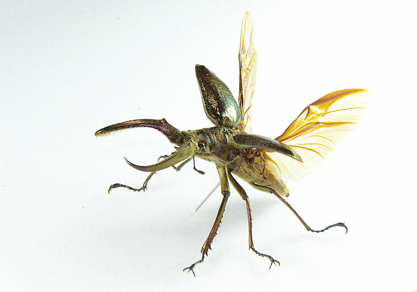 Spaenognathus giganteus