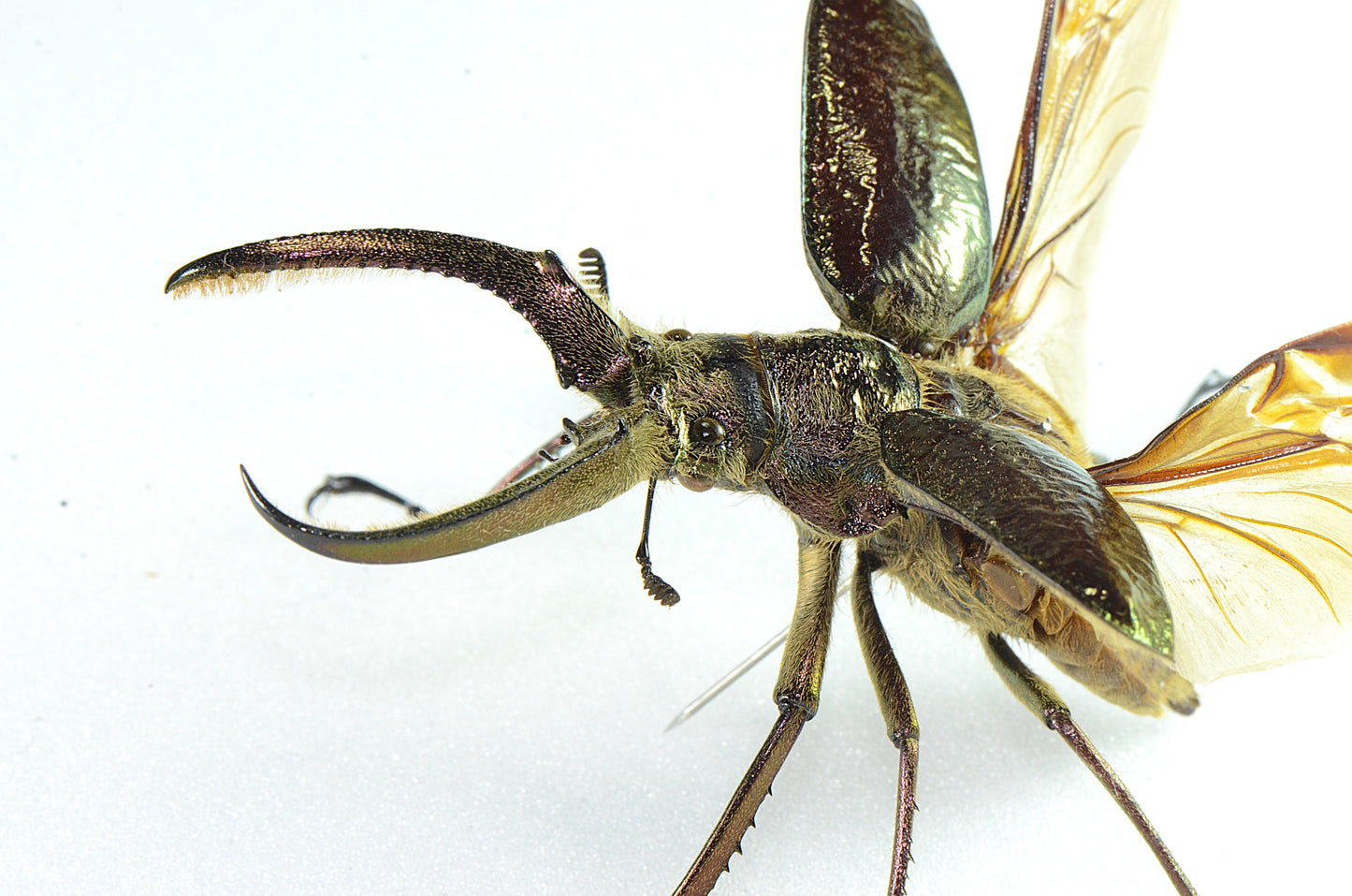 Spaenognathus giganteus